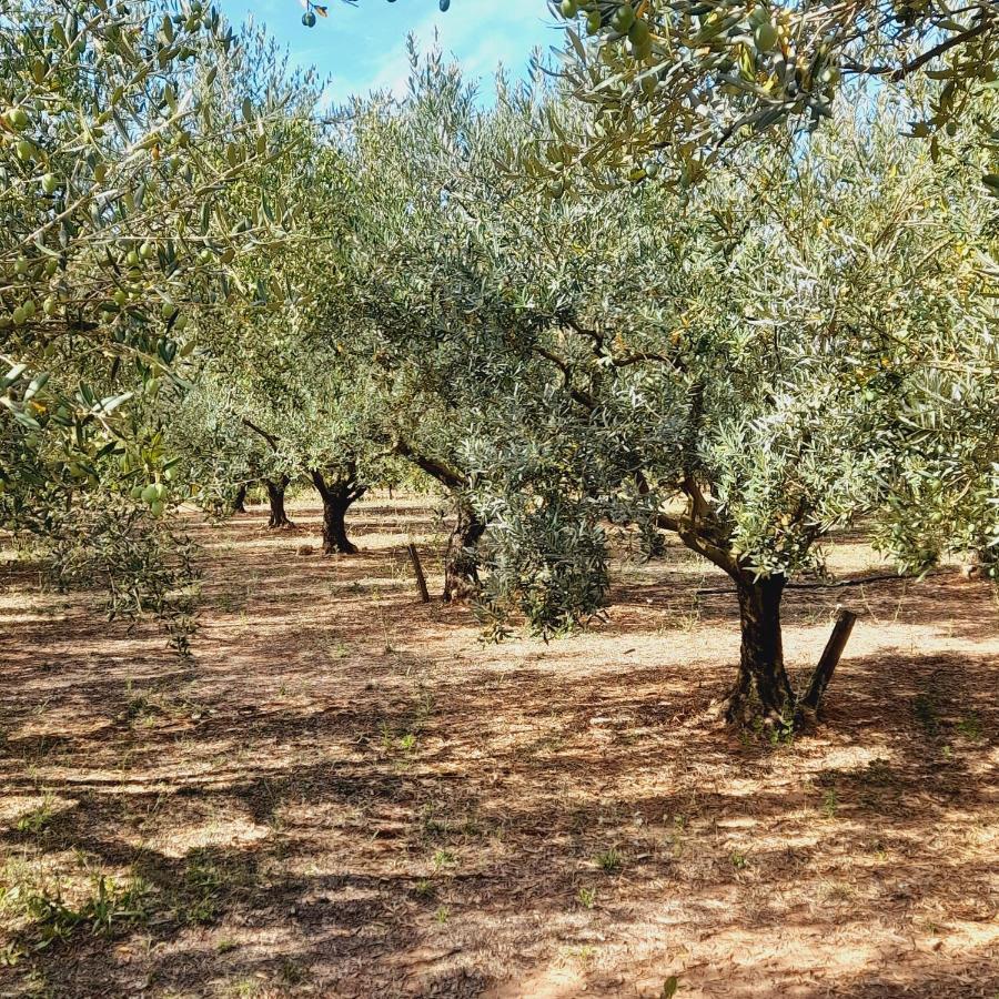 La Ferme Des Oliviers Villa ซอลลิเอส-ปองต์ ภายนอก รูปภาพ
